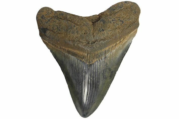 Fossil Megalodon Tooth - Colorful, Glossy Enamel #180982